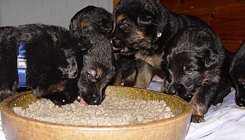 Ledas Tochter Ledas Tochter